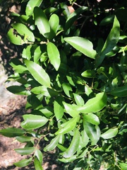 Cassipourea malosana