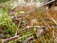 Marchantia polymorpha