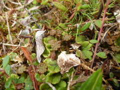 Marchantia polymorpha