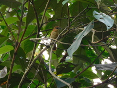 Pachyramphus cinnamomeus