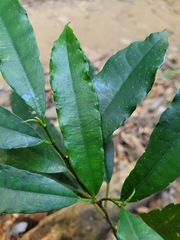 Ficus formosana