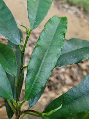 Ficus formosana