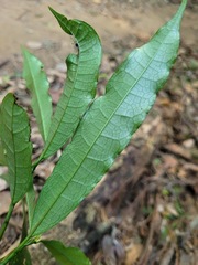 Ficus formosana