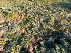 Cynara algarbiensis