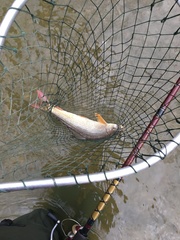 Moxostoma macrolepidotum