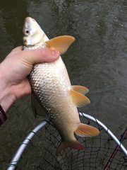 Moxostoma macrolepidotum