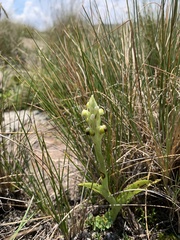 Pterygodium dracomontanum image