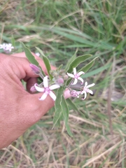 Oxypetalum solanoides