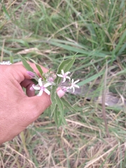Oxypetalum solanoides