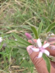 Oxypetalum solanoides
