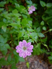 Geranium versicolor