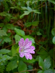 Geranium versicolor