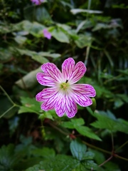 Geranium versicolor
