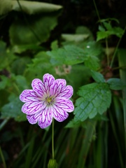 Geranium versicolor