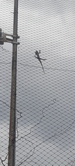 Calotes versicolor