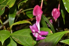 Drymonia conchocalyx