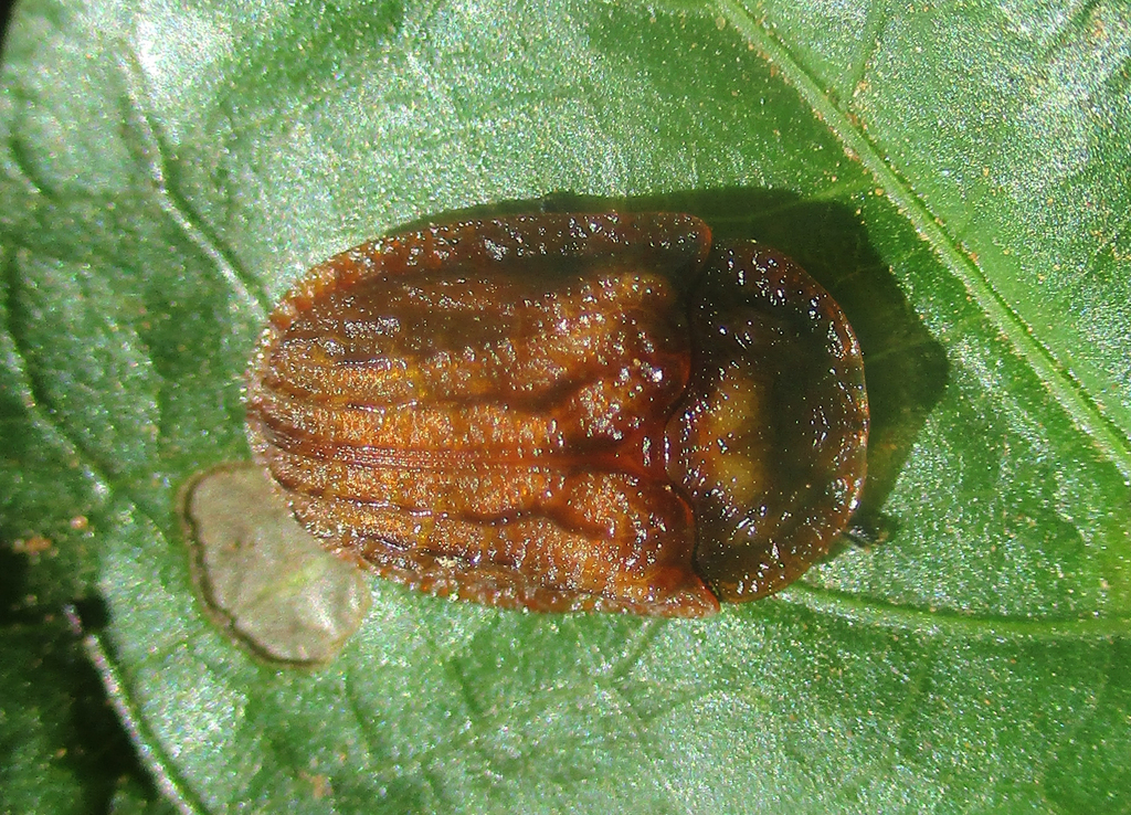 Orobiocassis