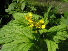Geum macrophyllum
