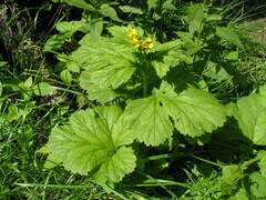 Geum macrophyllum
