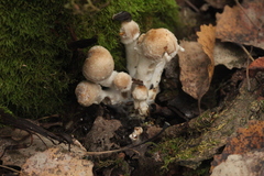 Asterophora lycoperdoides