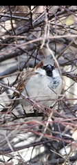 Passer domesticus