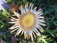 Carlina acanthifolia