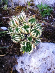 Draba aizoides