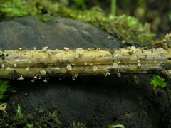 Crocicreas cyathoideum