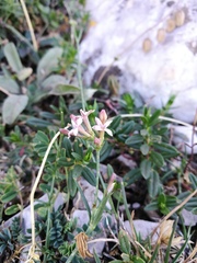 Asperula aristata