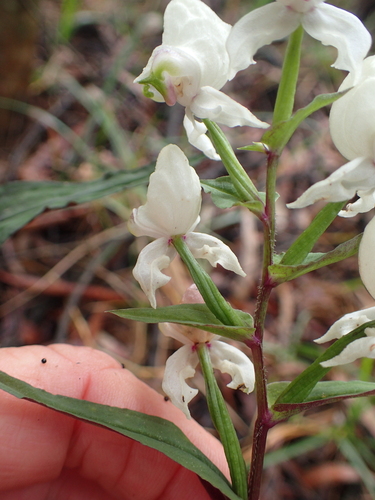 Image of Disperis fanniniae by no rights reserved
