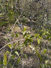 Forestiera