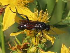 Macrophya annulata