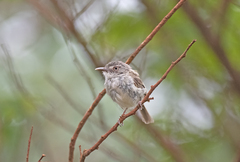 Hemitriccus margaritaceiventer