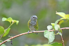 Ixothraupis punctata