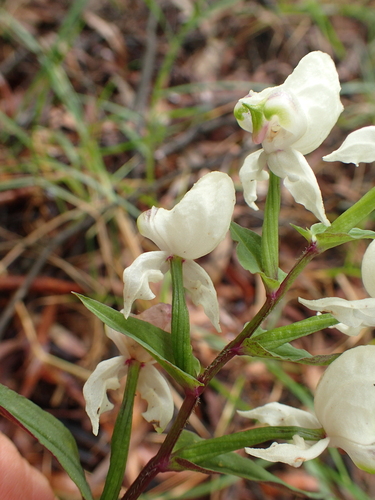 Image of Disperis fanniniae by no rights reserved