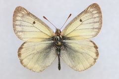Colias tyche werdandi