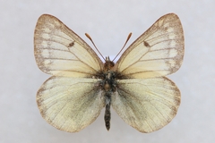 Colias tyche werdandi