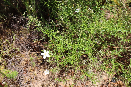 Chironia baccifera, photograph 3