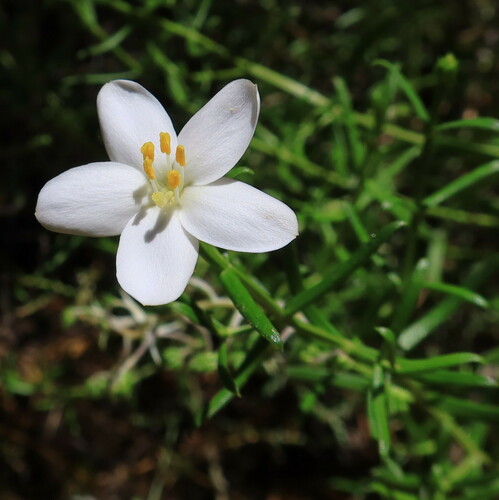 Chironia baccifera, photograph 2