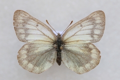 Colias tyche werdandi