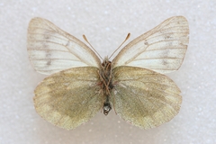 Colias tyche werdandi