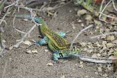 Liolaemus zapallarensis