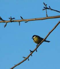 Parus major