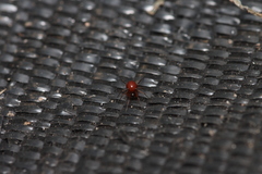 Ostearius melanopygius