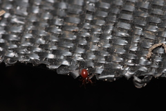 Ostearius melanopygius