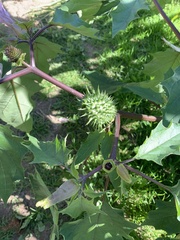 Datura stramonium