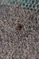 Ostearius melanopygius