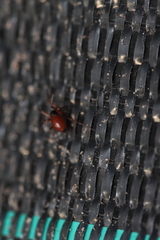 Ostearius melanopygius