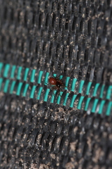 Ostearius melanopygius