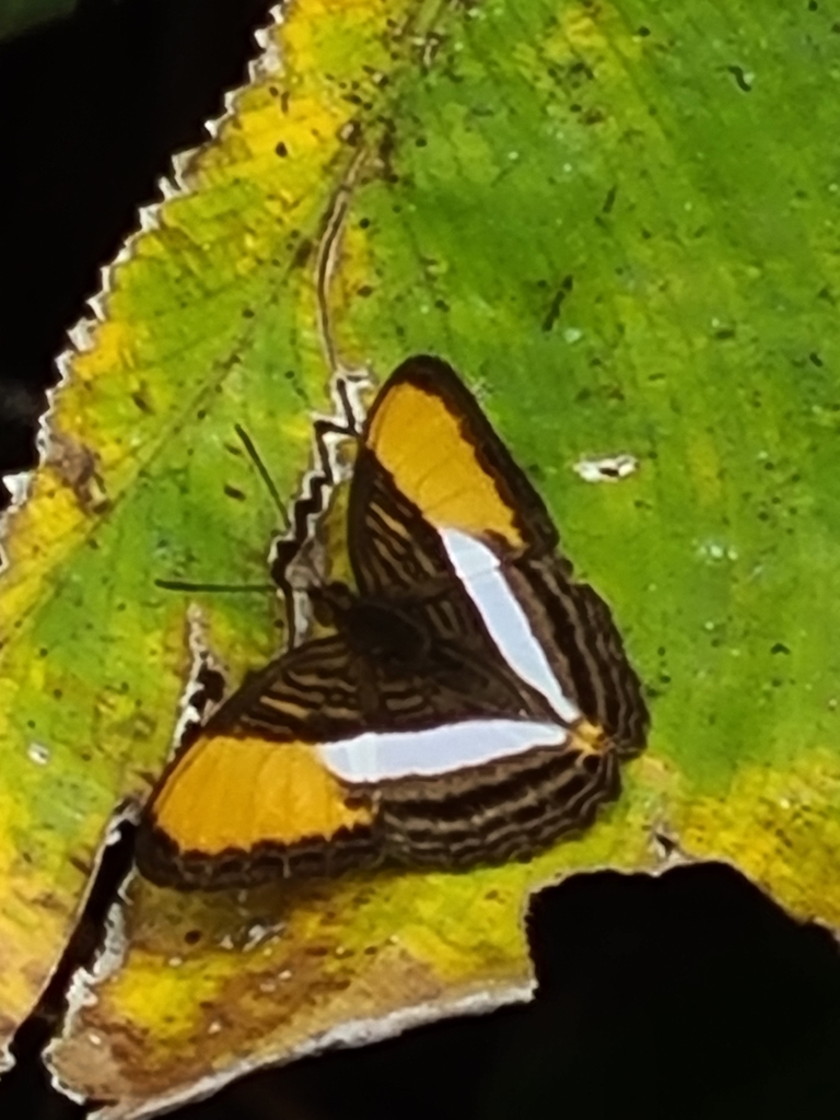 Adelpha cytherea